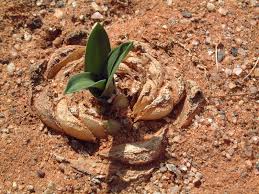 Image result for Drimia elata