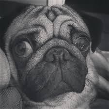 B W Pug Pugs Dogs Animals