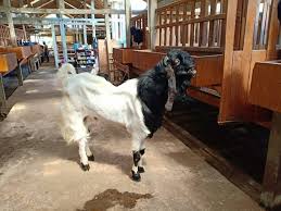 Hal ini sedikit berbeda dengan ternak tradisonal yang perawatan ternaknya tidak begitu diperhatikan. Cara Ternak Kambing Domba Modern Ternak Domba Kambing