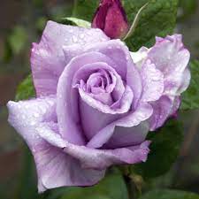 On saturday 31st of march 2018, some of us got to witness the last blue moon until 2020. Buy Rose Blue Moon J Parker Dutch Bulbs