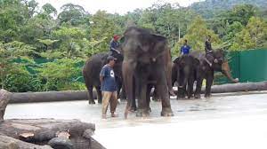 Visitors are encouraged to participate in activities planned by necc which start at 10.30 a.m. Malaysia National Elephant Conservation Centre Kuala Gandah Youtube