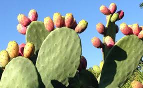Les étapes à suivre pour manger le fruit délicieux de cactus sans risques. Figuier De Barbarie Opuntia Ficus Indica Le Cactus Raquette Plantation Entretien