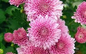 Gambar bunga chrysanthemum atau yang kita kenal sebagai bunga krisan atau bunga seruna, salah satu bunga tercantik ini dapat ditemukan dalam berbagai. 31 Gambar Wallpaper Bunga Krisan Richi Wallpaper
