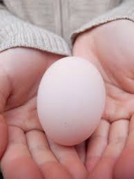 Maybe you would like to learn more about one of these? Our First Egg From Our Plymouth Barred Rock Best Egg Laying Chickens Chickens Backyard Best Laying Chickens