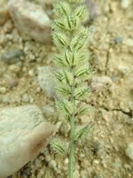 Image result for Tragus koelerioides