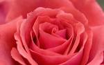 Flower Wallpaper Wall Murals Photowall