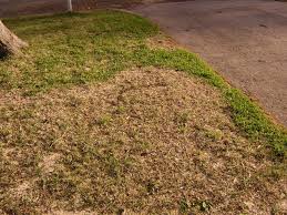 Nitrogen fertilizer application on st. St Augustine Decline Lawnsite Is The Largest And Most Active Online Forum Serving Green Industry Professionals