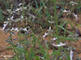 Image result for Syncolostemon canescens