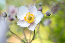 Check spelling or type a new query. How To Grow And Care For Anemone Windflower Plants