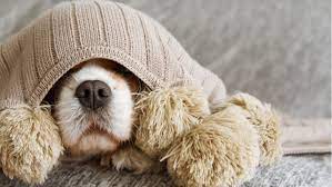 How To Stop Your Puppy From Humping Petplace