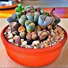 Shop our selection of plant & fruit seeds, plant bulbs & indoor house plants for sale online. 150 Seeds Succulent Fishhook Barrel Cactus Easy Desert Growing For Sale Online Ebay