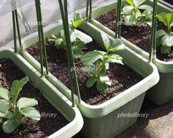 10月に植える野菜 プランター 初心者