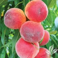 Sugar Giant Peach Tree Pchsugbp The Home Depot Dwarf Fruit Trees Peach Trees Fruit Trees