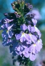 Image result for Lobelia pteropoda