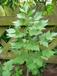 Check spelling or type a new query. Lovage Advice From The Herb Lady