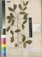 Image result for Grewia herbacea