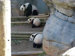 Lun Lun Mei Lun And Mei Huan From Top To Bottom On Twins First Day Outside Panda Bear Atlanta Zoo Save The Pandas