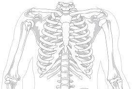 Organische anordnung heeft 1 vertalingen in 1 talen. Rippen Anatomie Funktion Beschwerden Krank De