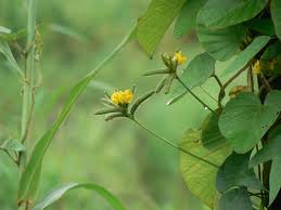 Image result for Vigna radicans