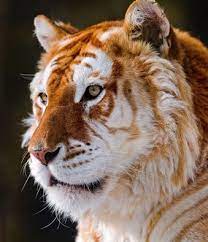 Strawberry Tiger Animals Animals Beautiful Cute Animals