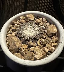 Image result for Streptocarpus arcuatus