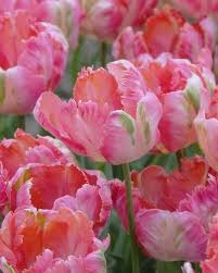 Visit my website for wholesale floral cards and card display stands, australia. Tulip Apricot Parrot Beautiful Flowers Photos Tulips Flower Guide