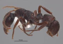 Image result for Gnidia virescens