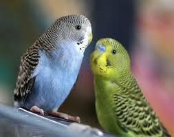 Birds for sale names : Pet Birds For Sale Near Me Pet S Gallery