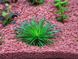 Image result for Eriocaulon cinereum