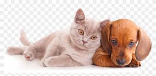 Cachorros E Gatos Png Free Stock Cat And Dog Clipart 5880966 Pikpng Escolha entre imagens gato, filhote de cachorro, gatinho png hd, armazene e faça o. cachorros e gatos png free stock cat