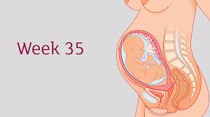 35 Weeks Pregnant All You Need To Know Tommy S