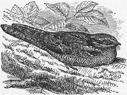 There are 8 professionals named carolin gruber, who use linkedin to exchange information, ideas, and opportunities. The Project Gutenberg Ebook Of Encyclopaedia Britannica Volume Xii Slice Ii Gloss To Gordon Charles George