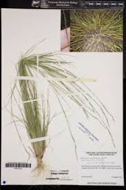 Image result for Aristida diminuta