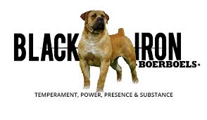 Lancaster puppies advertises puppies for sale in pa, as well as ohio, indiana, new york and other states. South African Boerboel Breeders Black Iron Boerboels Llc