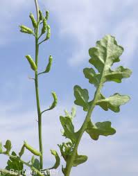 Image result for Rorippa nudiuscula