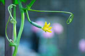 Image result for male flowers cucumber