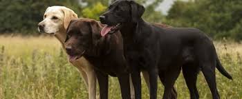 Akc labrador puppies for sale in california. 10 Most Popular Dog Breeds Akc Best Dogs 2021