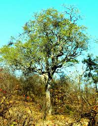 Image result for Turraea floribunda