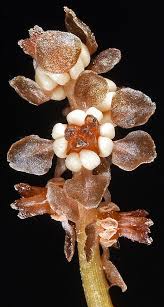 Image result for Potamogeton crispus