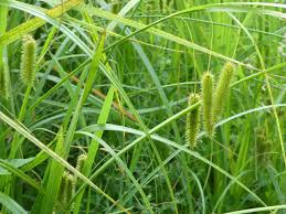 Image result for Cyperus ajax