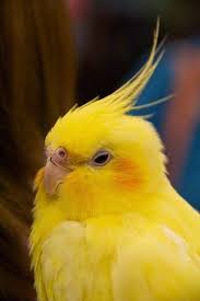 Cockatiel Yellow Bird With Red Cheeks Yellow Cockatiel Cockatiel Beautiful Birds Birds