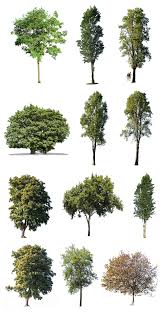 Pin By Rosario Campos On Landscape Design Tree Photoshop Architecture Collage Photoshop