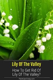 How poisonous is lily of the valley? How To Get Rid Of Lily Of The Valley In 2021 Lily Of The Valley Invasive Plants Replant