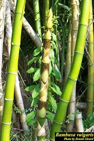 Image result for Bambusa vulgaris