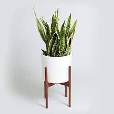15 Plants That Are The Next Fiddle Leaf Fig Easy Indoor Plants Plants Indoor Plants