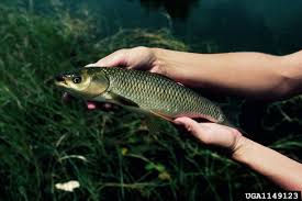 Image result for Catunaregam stenocarpa