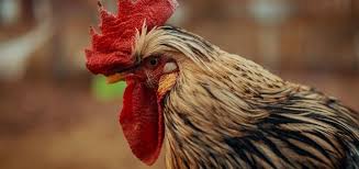 Cock Crowing Free Sound Effects Animal Sounds