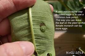 Holly Hearn Shared This Post In The Facebook Group The Beautiful Monarch She Learned From Stacie Zealley To Use An Ordina In 2020 Raising Butterflies Milkweed Plants