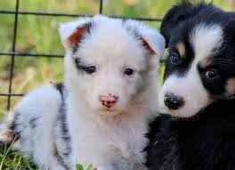 Lacie Pratt's Instagram, Twitter & Facebook