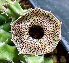 Image result for Huernia erectiloba